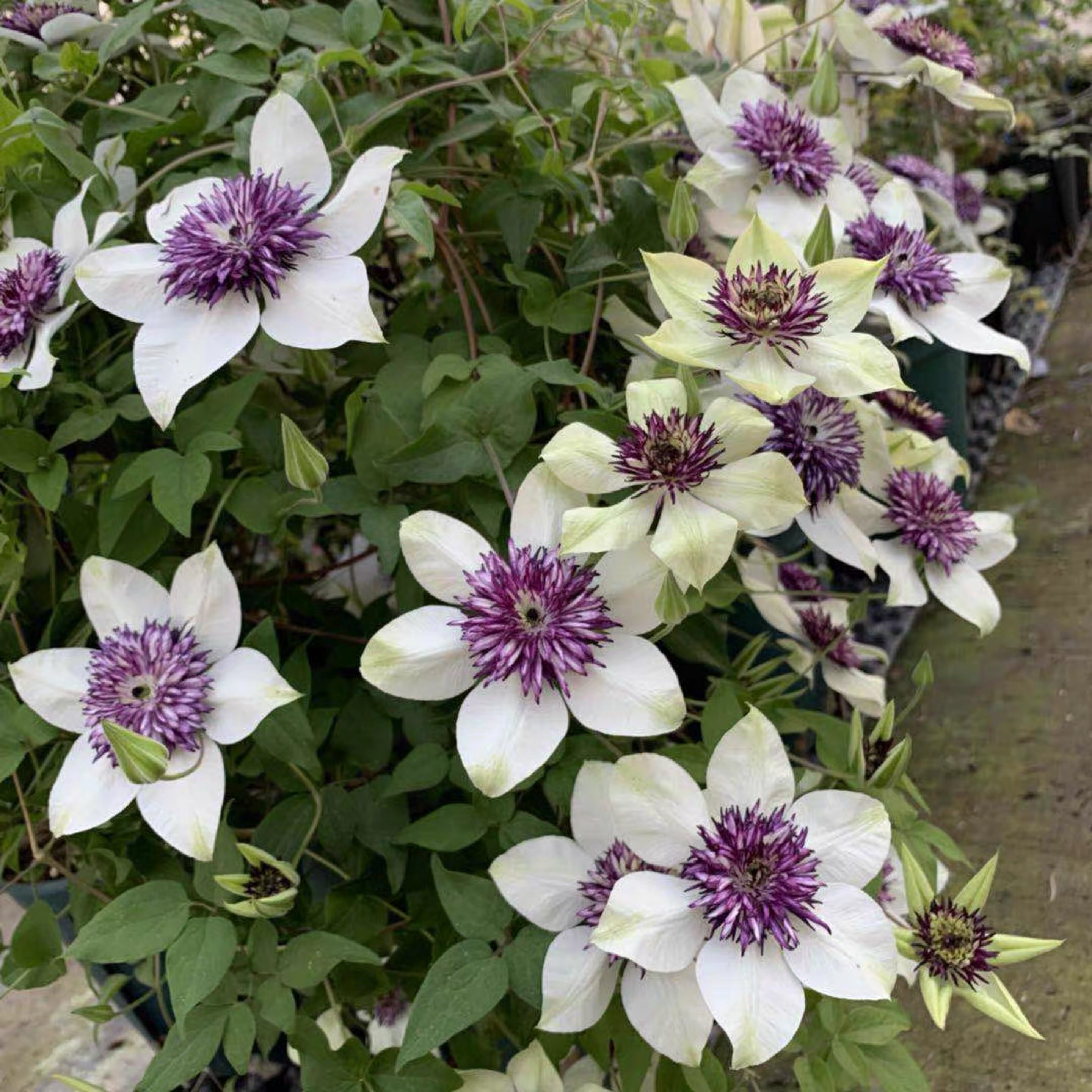 藤本皇后铁线莲阳台庭院爬藤植物老幻紫新幻紫花卉