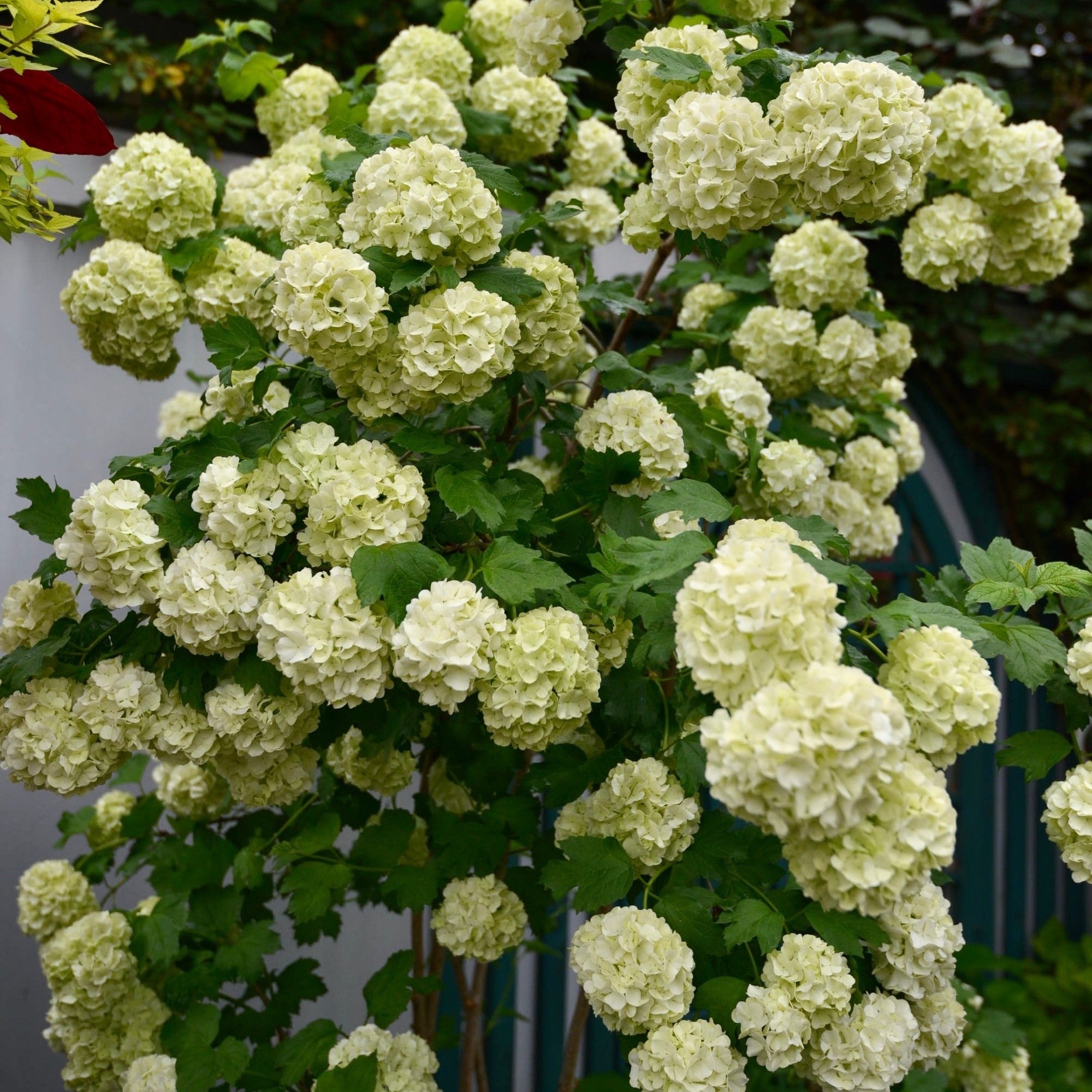 绣球欧洲玫瑰白色大花耐热耐寒庭院阳台植物时令草本花卉