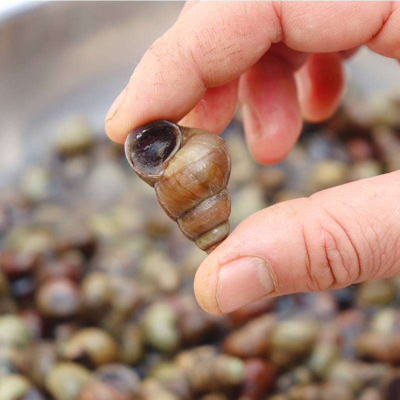 螺蛳湖北清水田螺鲜活新鲜包活商用无沙肉石泥螺