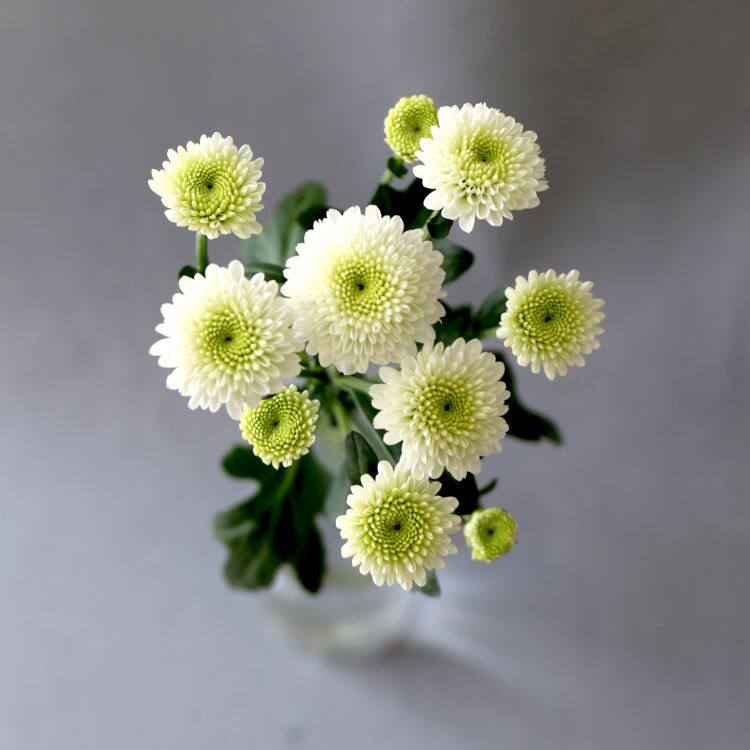 瑞白凯蒂绿精灵抹茶小雏菊新鲜切花汉城橙黄粉红时令草本花卉