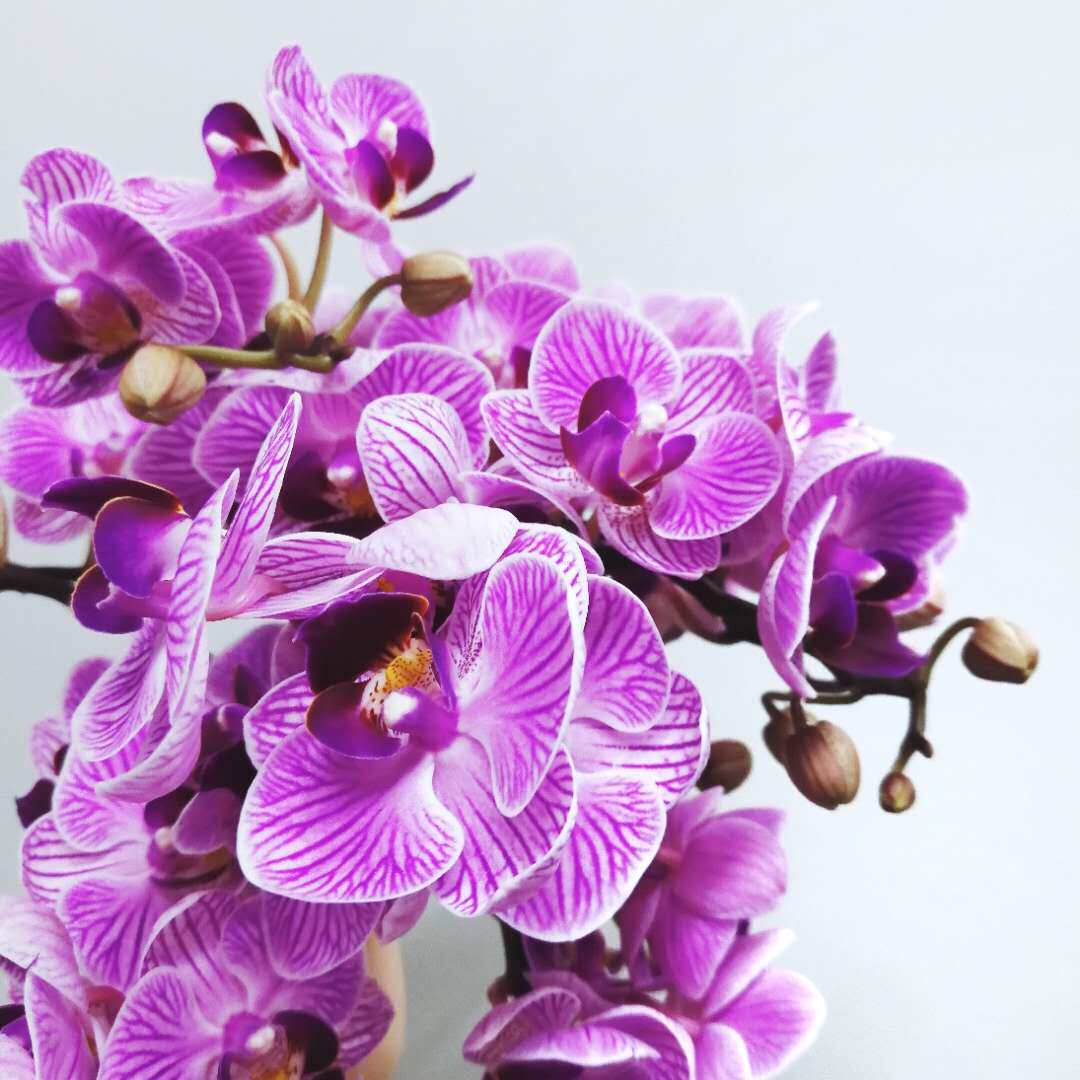 蝴蝶兰韩国小姐狐尾插新鲜切花真插白色v3水养万千代兰惠蕙洋兰