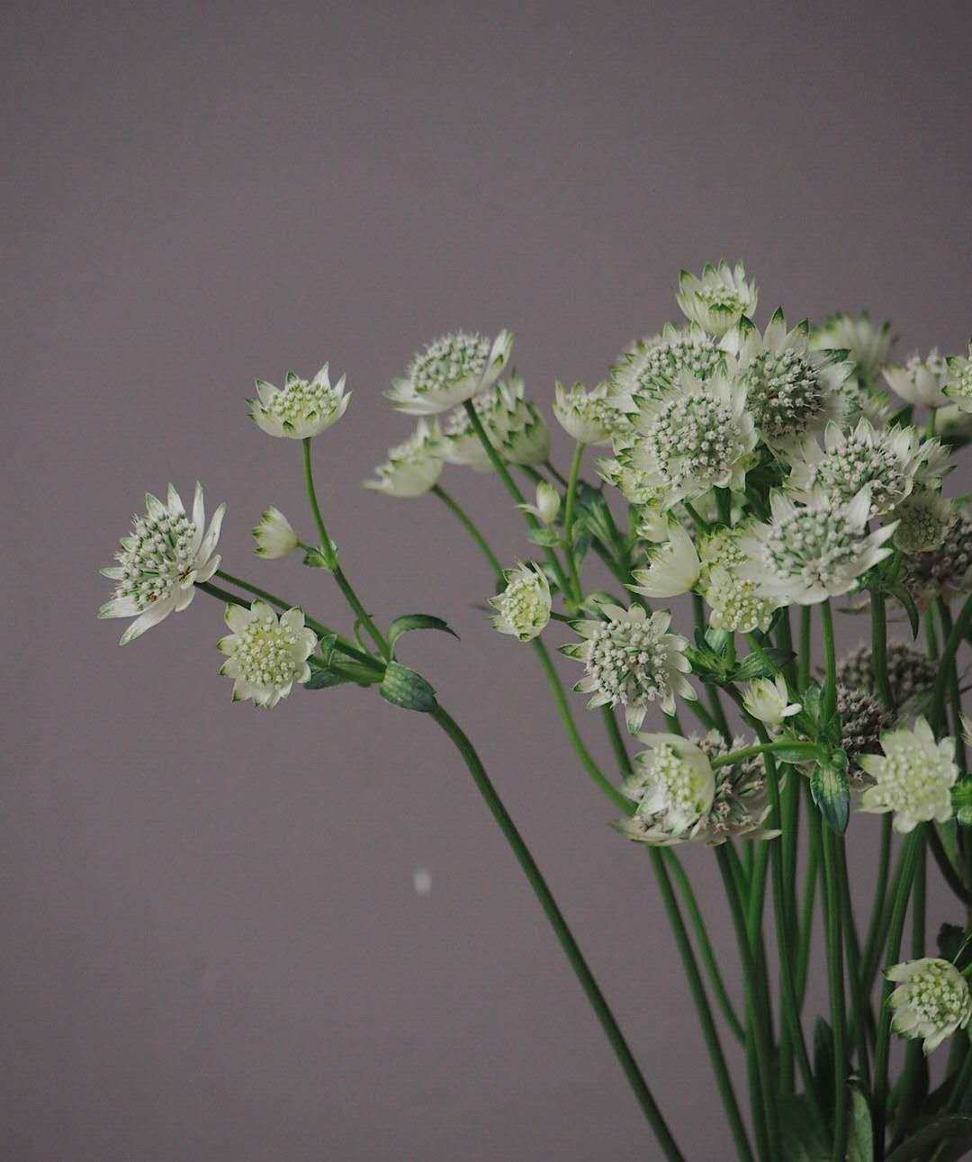 进口荷兰兰星芹花包新鲜花卉鲜切花材黄色小香时令草本花卉