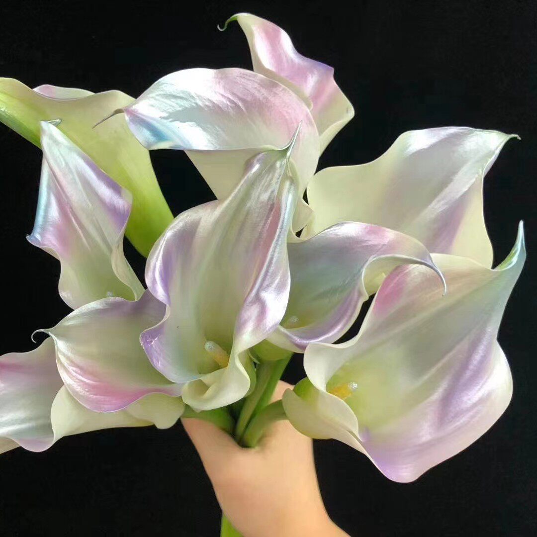 进口马蹄马蹄莲莲花新鲜花卉鲜切花材包邮云南时令草本花卉