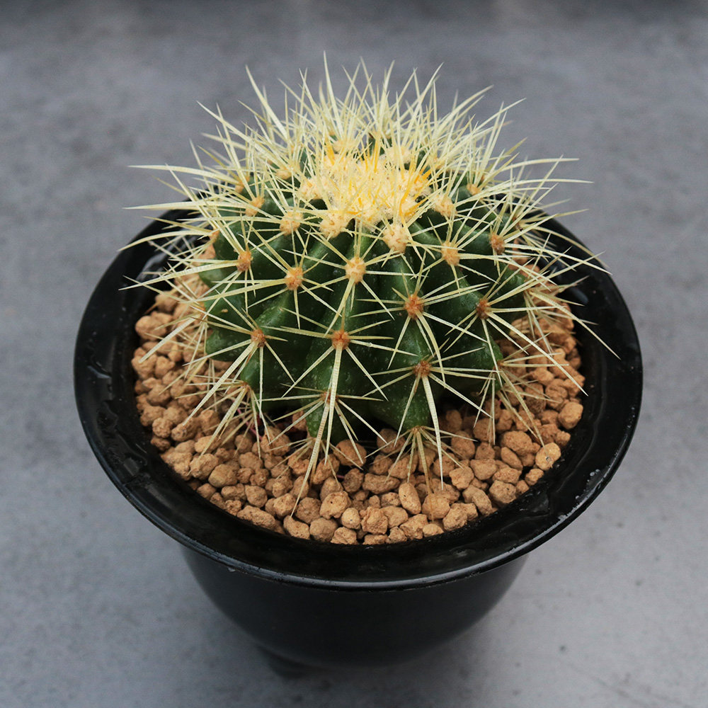 实生金虎仙人硬刺开花多肉植物办公室桌面防辐射多肉植物