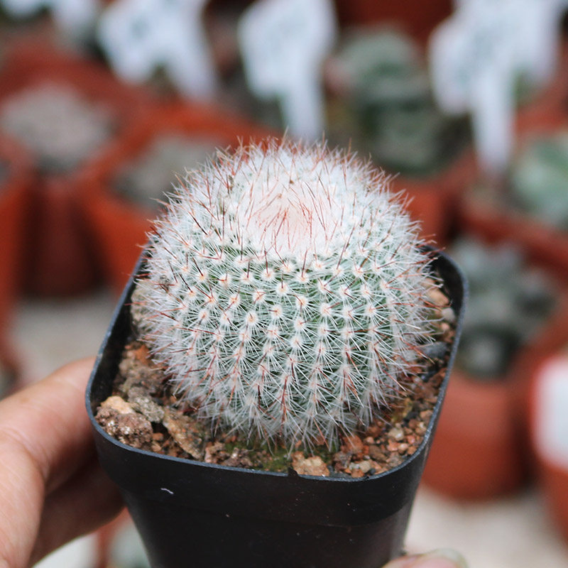 芙蓉仙人球精白毛红刺开花美观仙人掌多肉办公室多肉植物