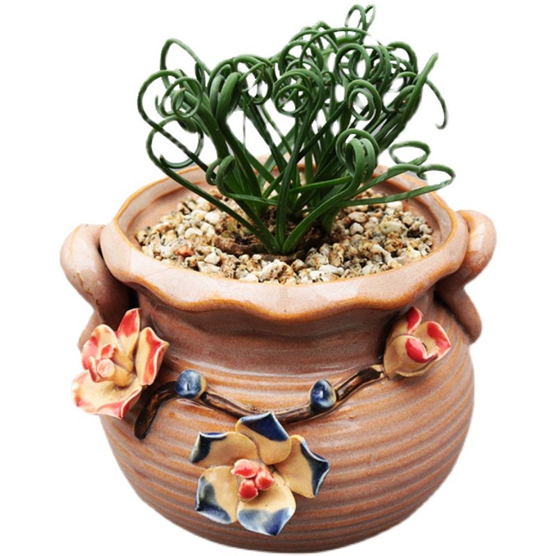 弹簧草多植物趣味开花黄花块根绿植花卉办公室多肉植物