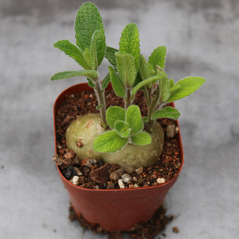 断崖块根盆栽小盆观赏庭院阳台绿植花卉开花多肉植物