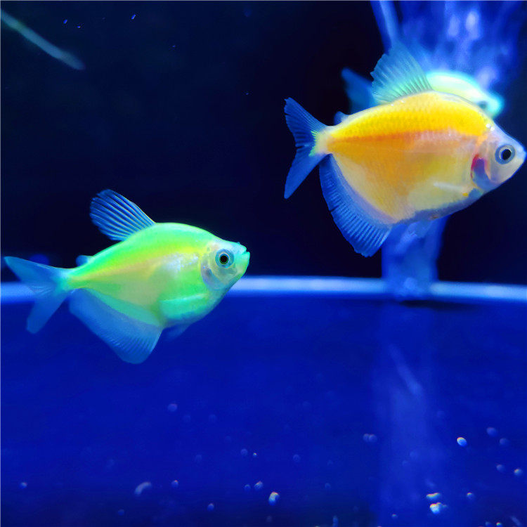 荧光天使鱼新品绿衣黄衣天使拉拉鱼彩群观赏鱼小型鱼