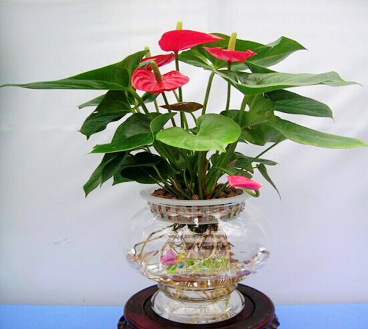 广西花鸟市场花卉绿植盆栽批发室内水培红掌绿植
