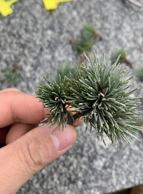 日本名贵品那须娘非丰田锦五针松