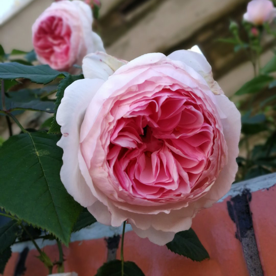 花苗爬藤大苗奥斯汀粉伍德阳台藤本盆栽花卉大花浓香 威基伍德月季