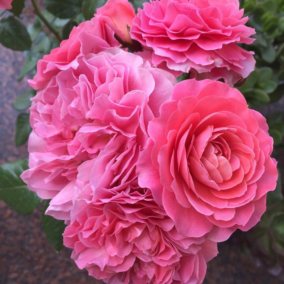 阳台芳香香王香香公主小型欧月月季月季花花苗花卉