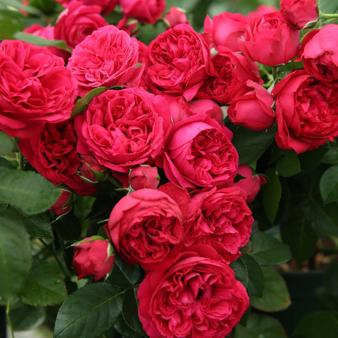 红色龙沙宝石红伊甸园 月季玫瑰欧月蔷薇 爬藤本花苗大苗