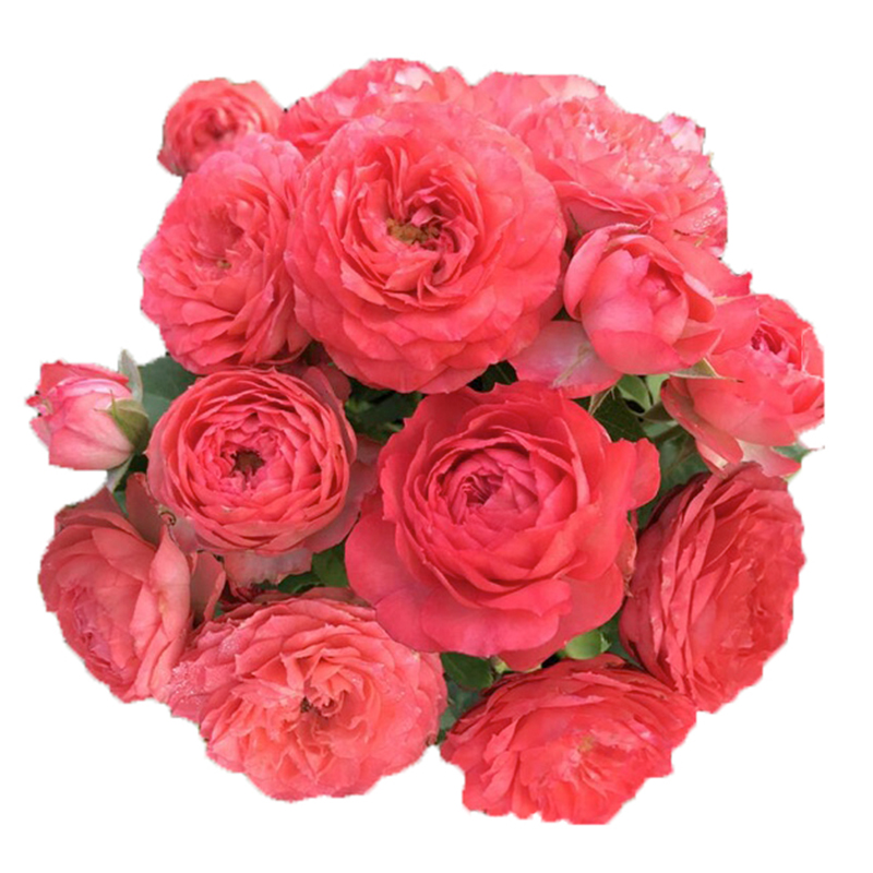 珊瑚宝石尤物 新品欧月季多头勤花丰花四季开花 抗病玫瑰花苗大苗