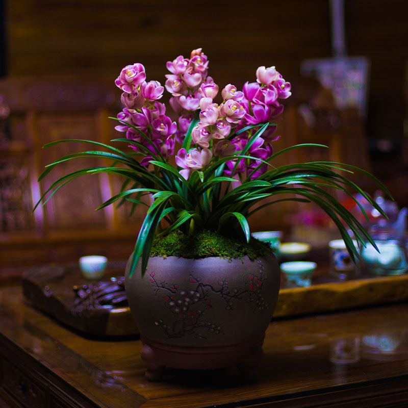 惠兰红酒之恋兰花带花苞名贵兰花苗种子四季兰盆栽植物大花浓香型