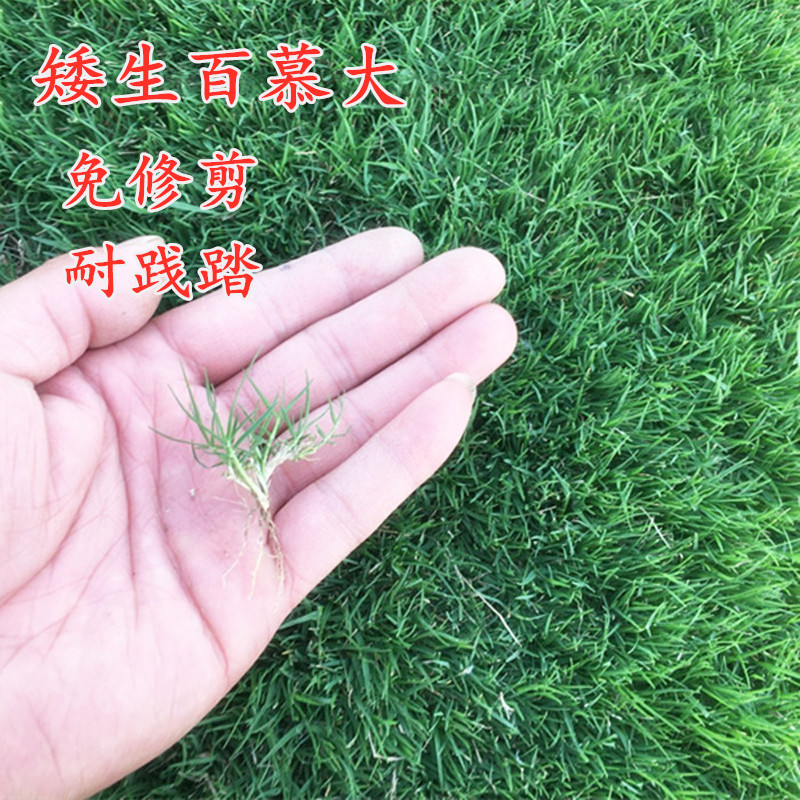 进口草坪种子黑麦草高羊茅牙根早熟禾耐践踏庭院家庭园艺种子