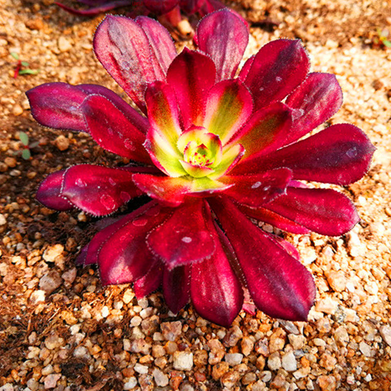 多肉法师红覆轮老桩嘉年华一物一拍荷兰玫瑰手捧多肉植物