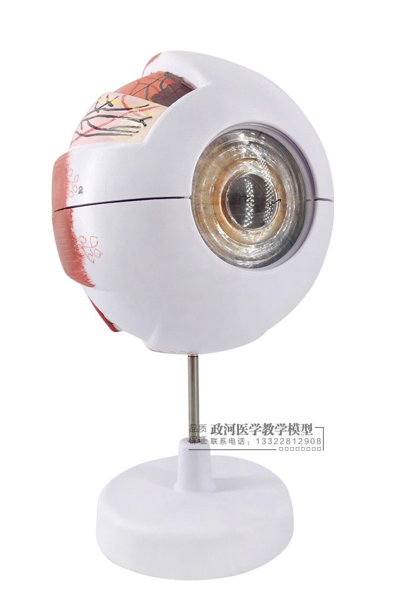 眼球模型人体解剖眼睛解剖学感觉五官眼科包邮教学仪器