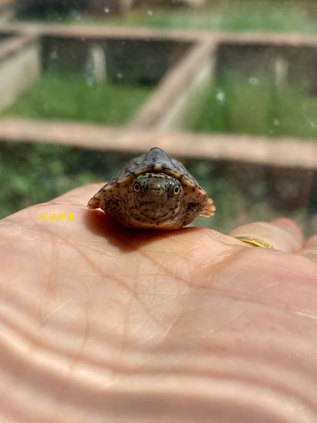 剃刀小型蛋龟屋顶观赏宠物深水龟苗龟