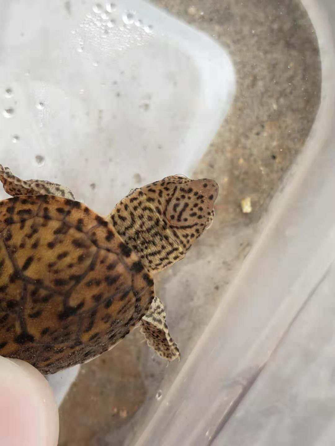 末末巨头蛋龟虎纹剃刀麝香欧泽深水宠物观赏龟