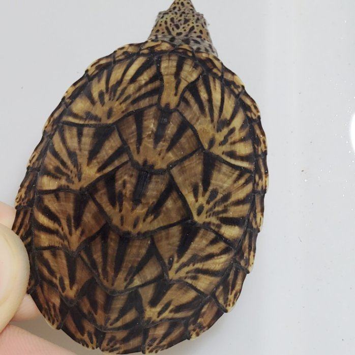 末末巨头蛋龟虎纹剃刀麝香欧泽深水宠物观赏龟