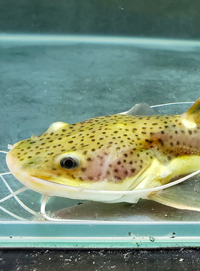 招财猫活体狗仔鲸红尾猫底层配龙鱼