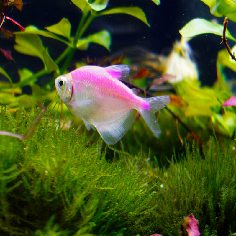 热带鱼彩群观赏鱼五彩淡水鱼小型鱼好养耐活草缸中型鱼