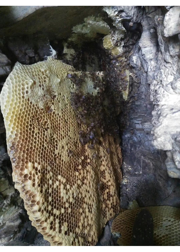 山尖百合贵州原始森林自然成熟岩蜂蜜土蜂蜜过滤原蜜500g