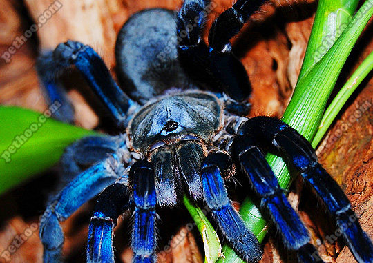 蜘蛛蜘蛛女女王泰国金属蓝足314成体蓝色经典穴居蜘蛛