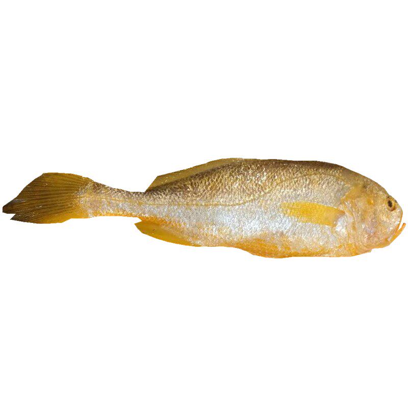 渔博士水产舟山海鲜新鲜大头梅童鱼小黄鱼梅子其它