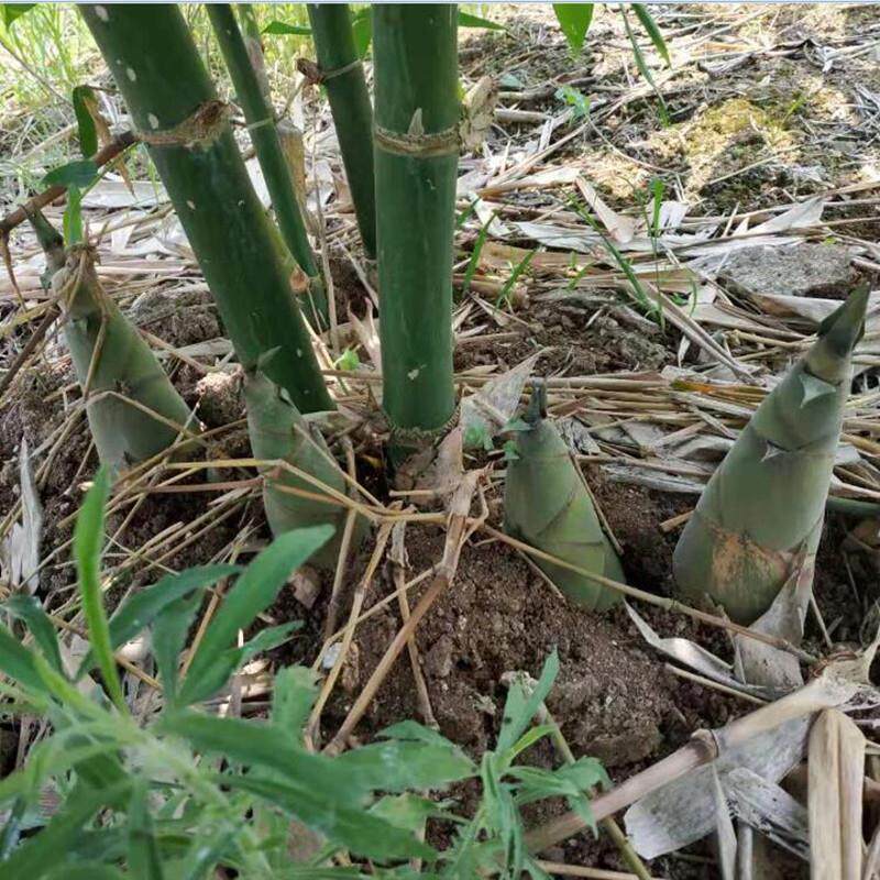 新鲜竹笋现挖 夏笋现货 大头麻竹笋 广西婆家 蔬菜 5斤送2斤包邮