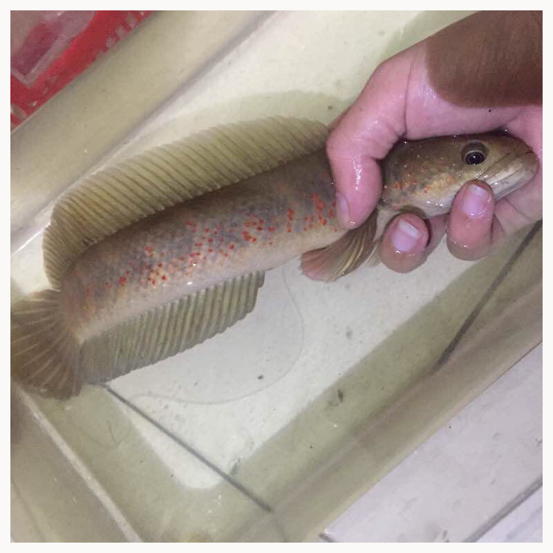 活体七星鱼月鳢红点雷龙鱼肉食猛鱼(活体包损)野生活体观赏食用