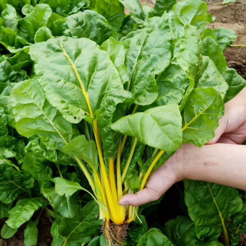 甜菜金叶观赏种子菜种蔬菜阳台盆栽水培种籽家庭园艺种子