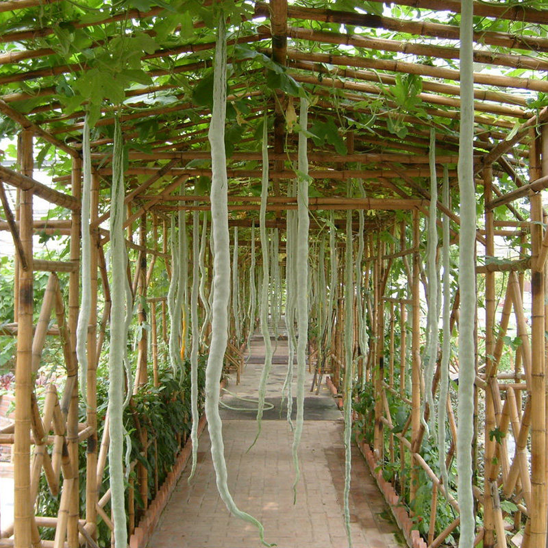 种子特长蛇瓜蛇豆蛇丝瓜籽观赏食用春夏季爬蔓家庭园艺种子