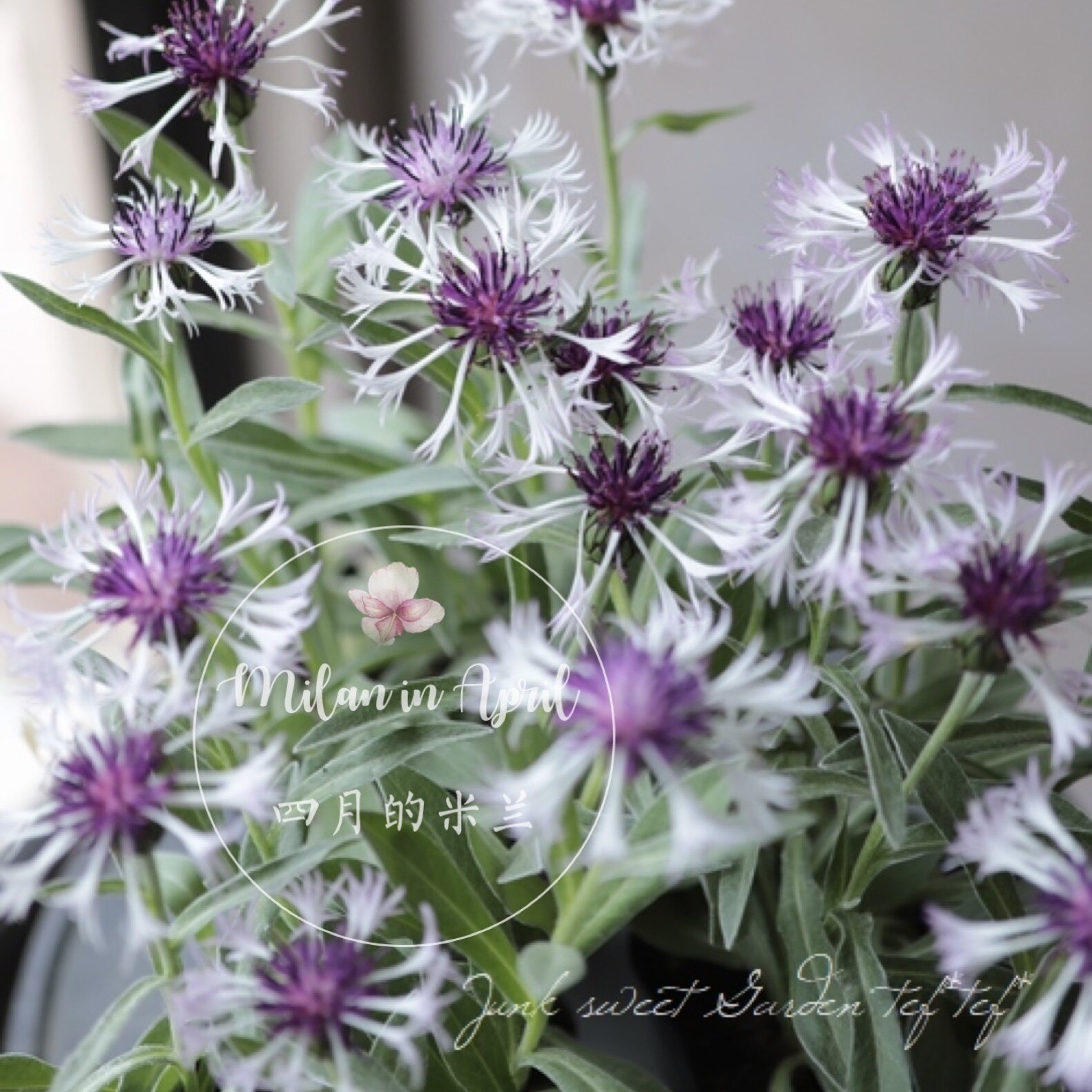 耐寒日系宿根矢车菊紫多年生盆栽耐热银叶植物时令草本花卉