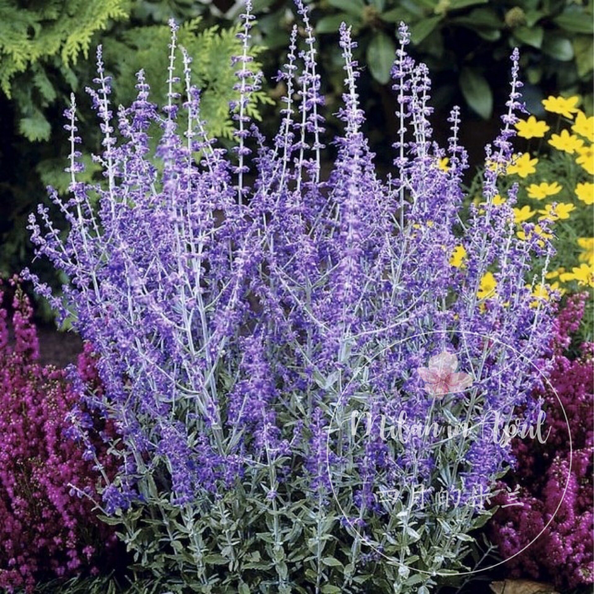 蓝剑药花盆栽花期长耐干旱多年生耐寒耐热庭院花卉