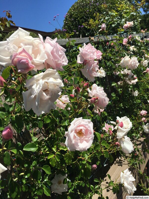 思雨曙光粉云大型藤本月季抗寒抗病耐阴勤花四季时令草本花卉