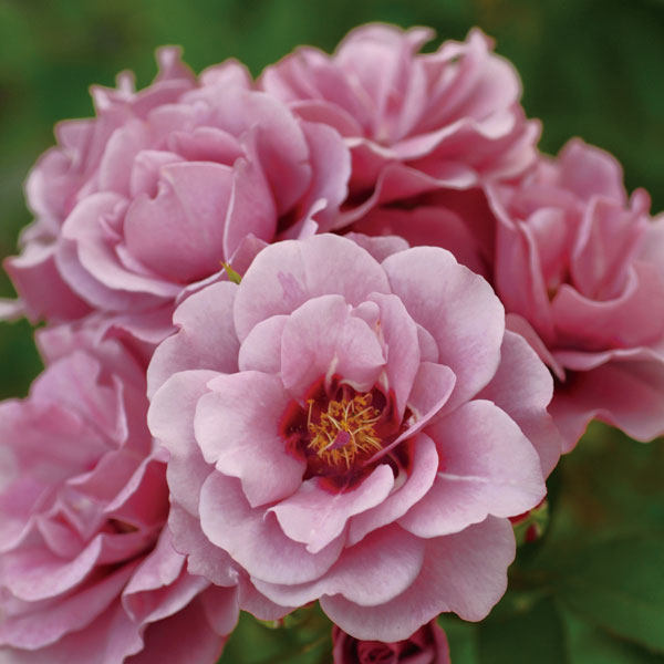 思雨眼睛紫晶巴比伦丰花小型藤本月季抗病庭院绿植时令草本花卉