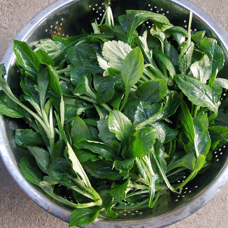 丽水新鲜苦菜苦叶菜野菜败酱草净重500g二件包邮