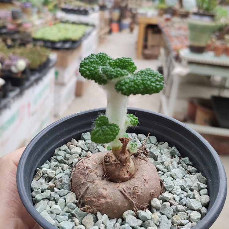 断崖女王蜀美花匠进口多肉大棚多肉植物月宴红花断崖王子