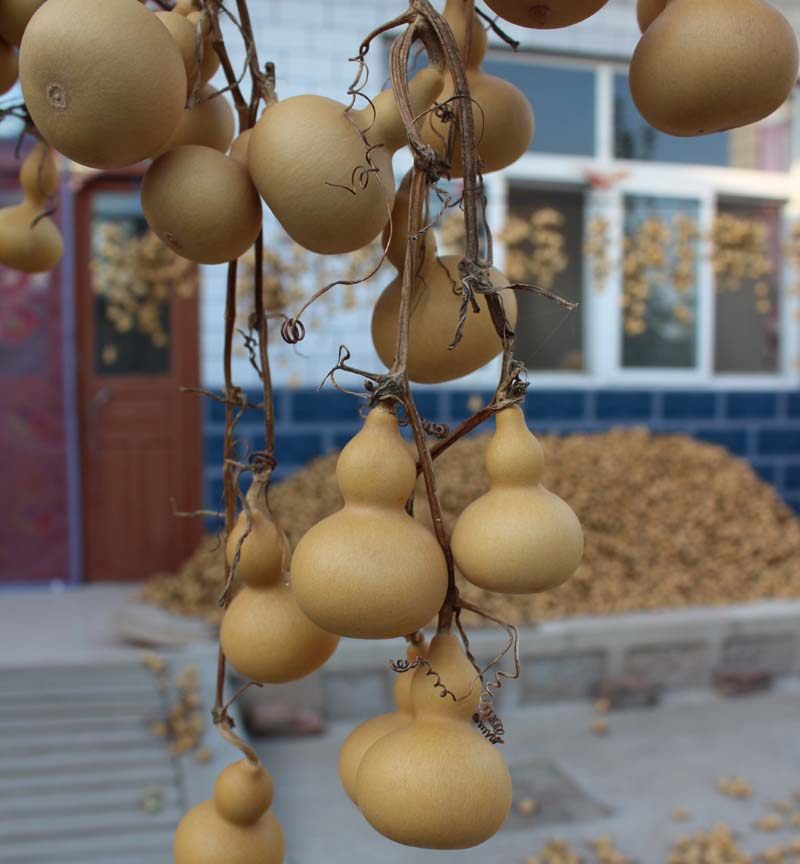 葫芦天然挂件把玩手捻连藤连枝文玩家居装饰葫芦