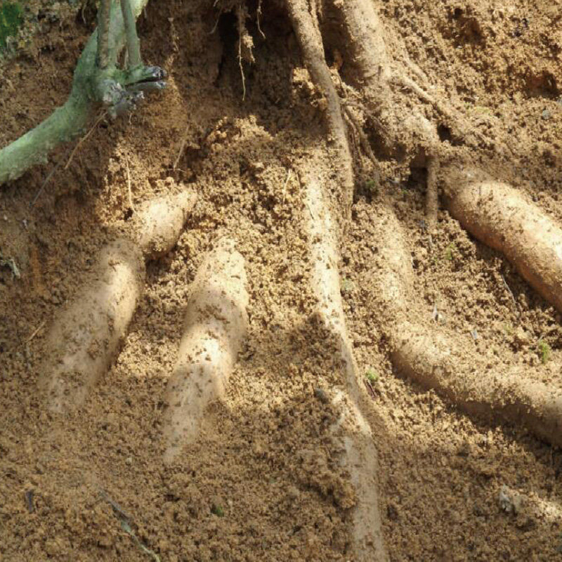 广西野生牛大力新鲜干货大力牛薯金钟根古猪脚笠煲汤250g特级