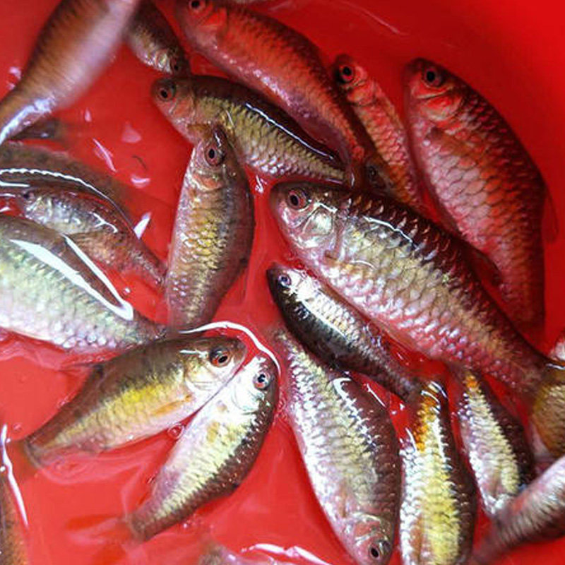 原生生冷淡水鱼条纹小鲃活体小溪二须鲃群观赏鱼