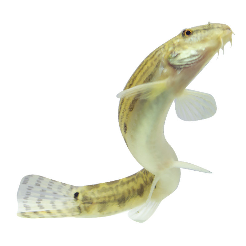 中华花鳅原生泥鳅活体观赏鱼冷水鱼吸鳅条清道夫翻砂鱼