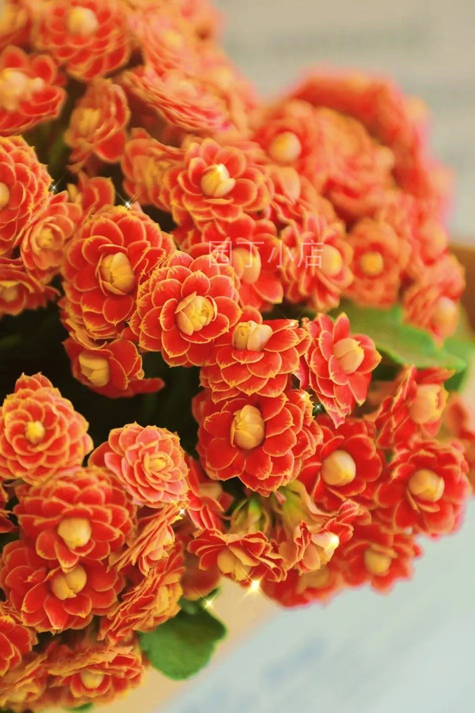 包邮超级大花女神金狐狸巴黎布朗变色长寿花带时令草本花卉