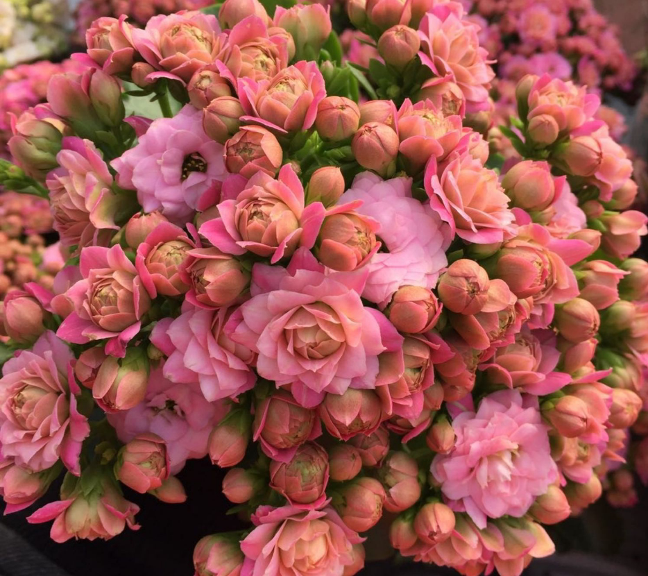 包邮超级大花女神金狐狸巴黎布朗变色长寿花带时令草本花卉