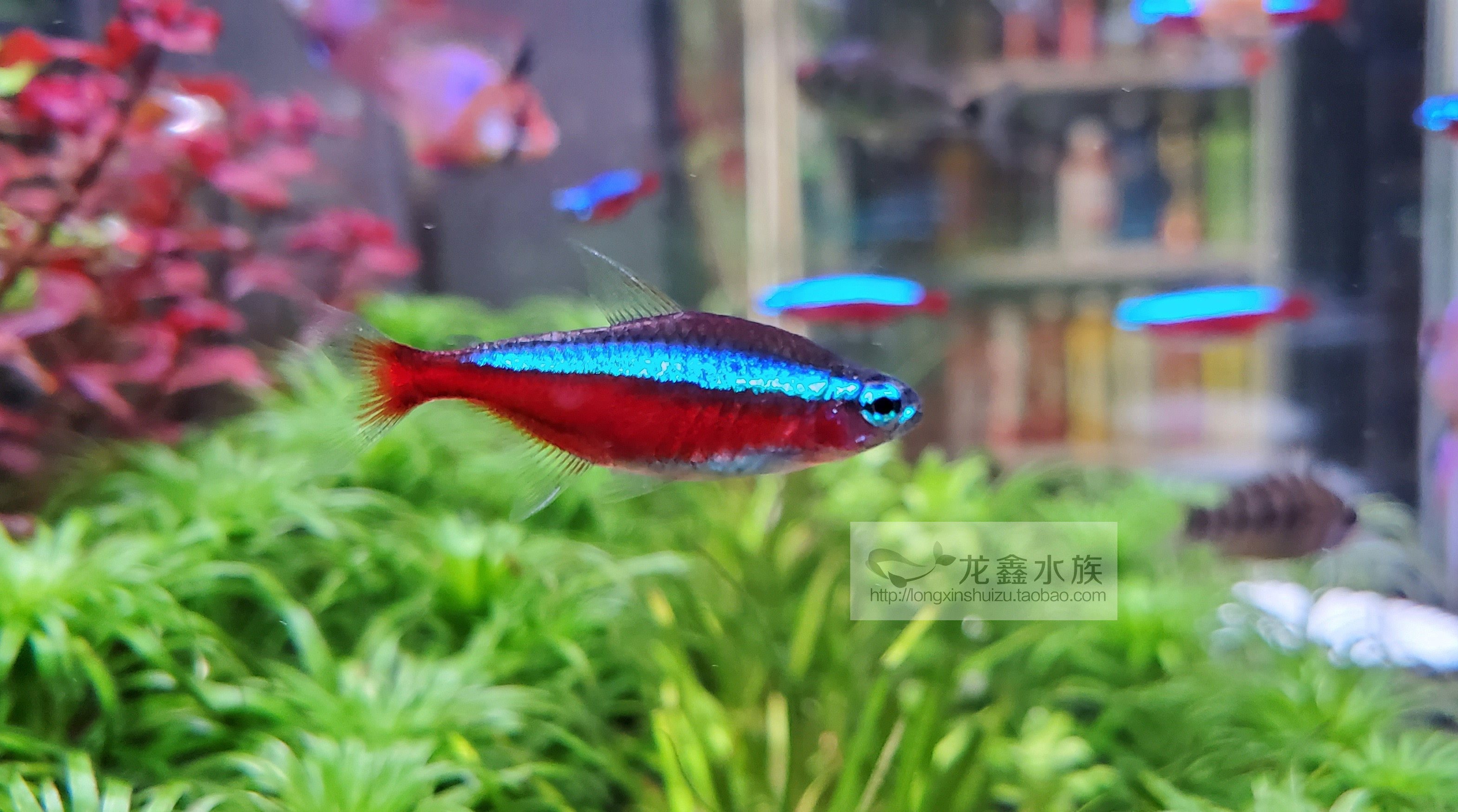 宝莲灯绿莲灯观赏鱼热带鱼群游淡水小型灯科活体5条起出售