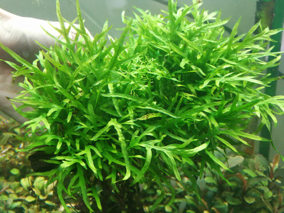 迷你皇冠十字铁叉叶铁铁ada单片叶子水草成丛水草