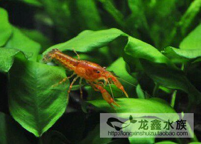 迷你鳌虾蓝螯虾橘侏儒螯虾特萨活体观赏其它水族宠物