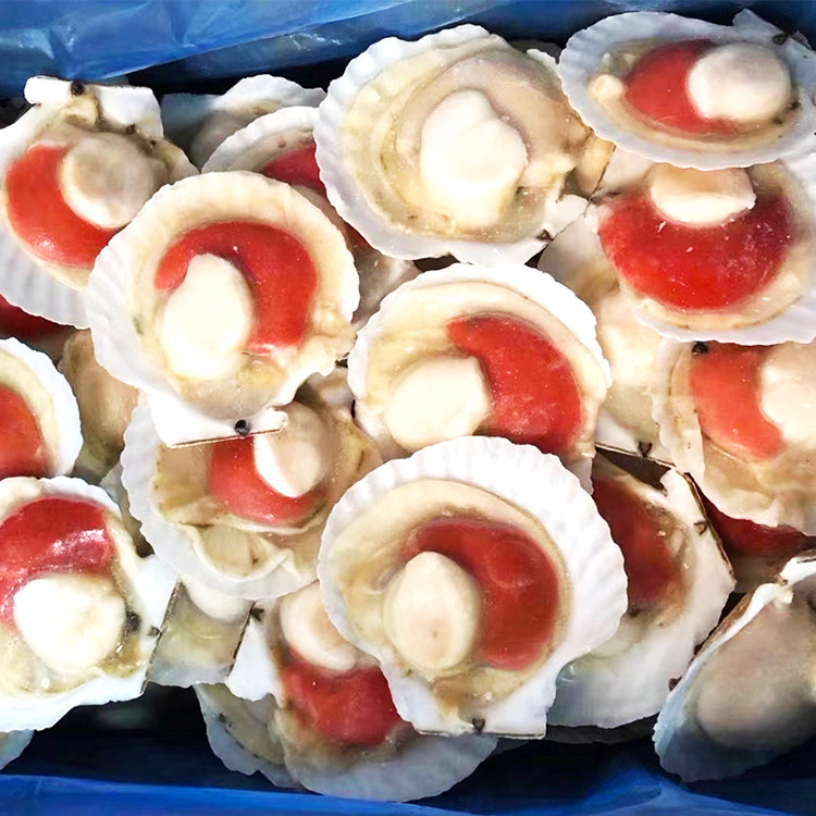 冷冻大号半壳虾夷扇贝10cm100克单只烧烤食材虾仁